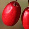 Three Red Berries
